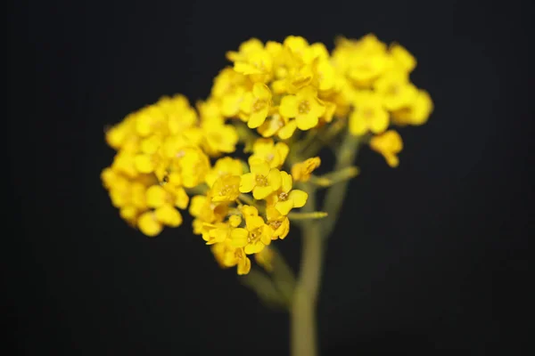 Żółty Kwiat Kwiat Zbliżyć Botaniczny Czarny Tło Aurinia Saksatilis Rodzina — Zdjęcie stockowe