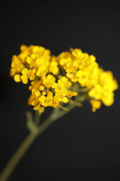 Sarı Çiçek Çiçeği Botanik Siyah Arkaplanı Kapat Aurinia Saxatilis Ailesi — Stok fotoğraf