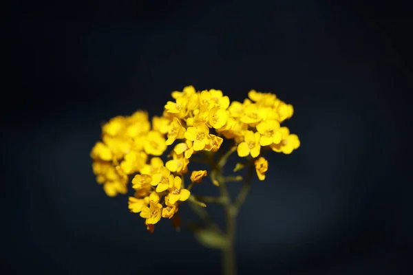Flor Amarilla Flor Primer Plano Botánico Negro Fondo Aurinia Saxatilis — Foto de Stock