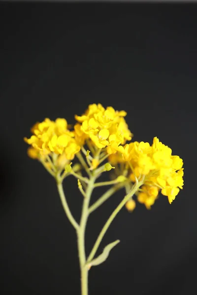 Цветение Желтого Цветка Закрыть Ботанический Черный Фон Aurinia Saxatilis Семейства — стоковое фото