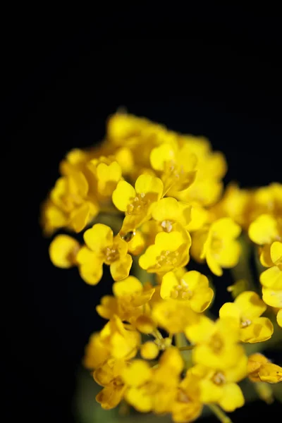 Żółty Kwiat Kwiat Zbliżyć Botaniczny Czarny Tło Aurinia Saksatilis Rodzina — Zdjęcie stockowe