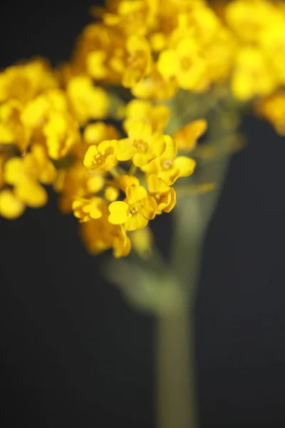 Žlutý Květ Květy Zblízka Botanické Černé Pozadí Aurinia Saxatilis Rodina — Stock fotografie