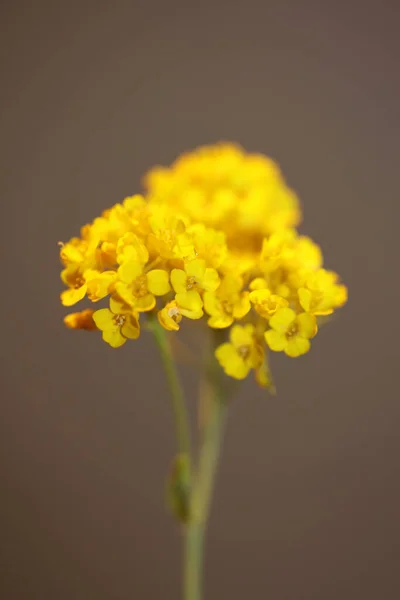 黄花近缘植物学背景黄花科黄花科现代优质大号印花 — 图库照片