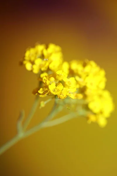 Żółty Kwiat Kwiat Zbliżyć Botaniczne Tło Aurinia Saxatilis Rodzina Brassicaceae — Zdjęcie stockowe