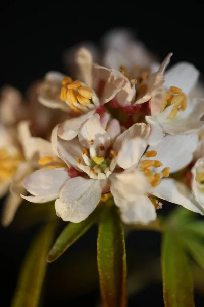 白い花が植物の近代的な黒の背景を閉じますChoisya Terata国連家族ルタシア高品質の大きなサイズのプリント壁のポスター — ストック写真