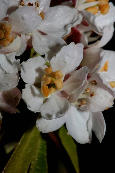 Bílý Květ Květy Zblízka Botanické Moderní Černé Pozadí Choisya Kunth — Stock fotografie