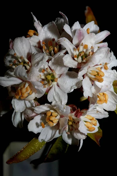 White Flower Blossom Close Botanical Modern Black Background Choisya Ternata — Stock Photo, Image