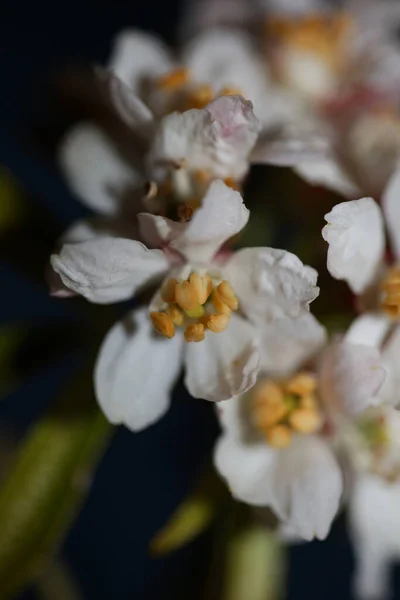 Біла Квітка Близька Ботанічного Сучасного Чорного Фону Choisya Ternata Kunth — стокове фото