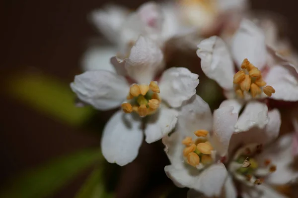Біла Квітка Близька Ботанічного Сучасного Фону Choisya Ternata Kunth Family — стокове фото
