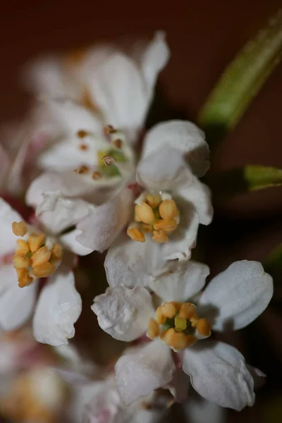 白い花は植物の近代的な背景を閉じますChoisya Terata国の家族ルタシア高品質の大きなサイズのプリント壁のポスター — ストック写真