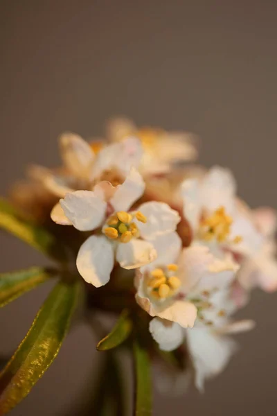 White Flower Blossom Close Botanical Modern Background Choisya Ternata Kunth — Stock Photo, Image