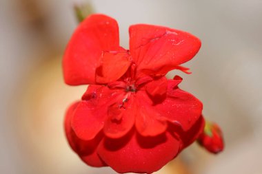 Kırmızı sardunya çiçeği, aileyi kapat, sardunya arka plan botanik modern, yüksek kalite, büyük boy baskılar.