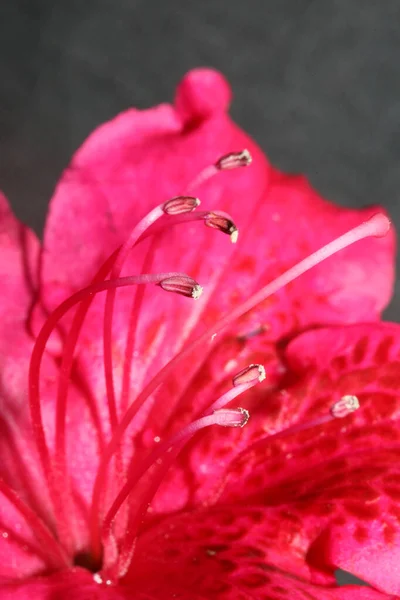 Rhododendron Çiçekleri Aile Ericaceae Makro Arkaplan Botanik Modern Yüksek Kalite — Stok fotoğraf