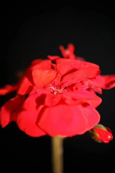 Flor Gerânio Vermelho Close Família Geraniaceae Fundo Botânico Moderno Alta — Fotografia de Stock