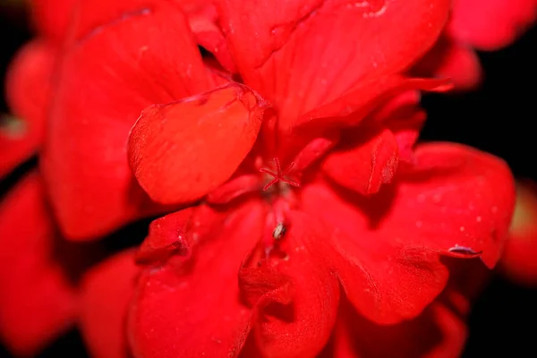Kırmızı Sardunya Çiçeği Aileyi Kapat Sardunya Arka Plan Botanik Modern — Stok fotoğraf