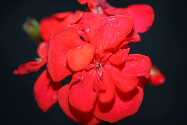 Red Geranium Flower Close Family Geraniaceae Background Botanical Modern High — Stock Photo, Image