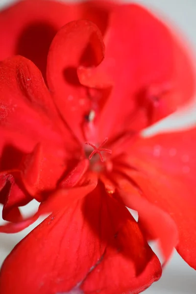 Fleur Géranium Rouge Gros Plan Famille Géraniacées Fond Botanique Moderne — Photo