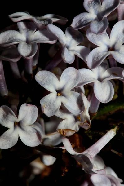 Flower Blossom Close Background Syringa Vulgaris Family Oleaceae Botanical Modern — Stock Photo, Image