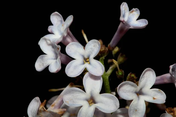 Flor Flor Close Fundo Syringa Vulgaris Família Oleaceae Botânico Moderno — Fotografia de Stock