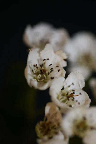 Flor Branca Flor Close Fundo Preto Crataegus Monogyna Família Rosaceae — Fotografia de Stock