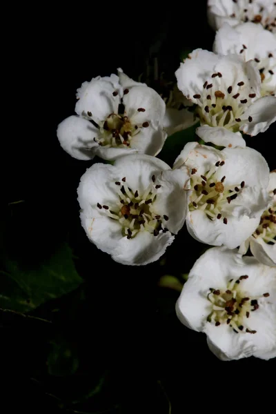 Flor Branca Flor Close Fundo Preto Crataegus Monogyna Família Rosaceae — Fotografia de Stock