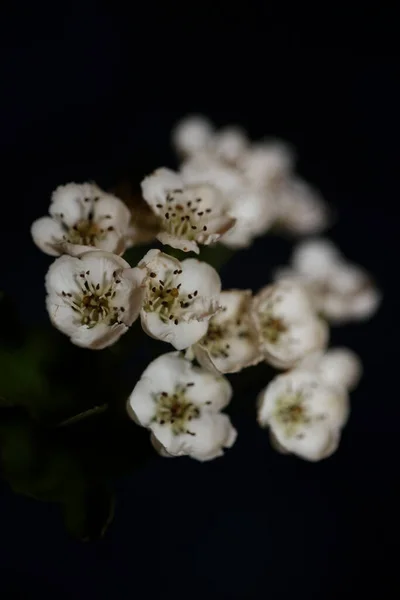 Flor Branca Flor Close Fundo Preto Crataegus Monogyna Família Rosaceae — Fotografia de Stock