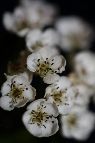 Flor Branca Flor Close Fundo Preto Crataegus Monogyna Família Rosaceae — Fotografia de Stock