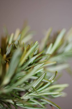 Rosmarinus officinalis çiçeği aile lamiaceae modern arka plan yüksek kaliteli büyük boy baskılar