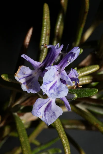 Rosmarinus Officinalis Flower Close Family Lamiaceae Black Modern Background High — 스톡 사진