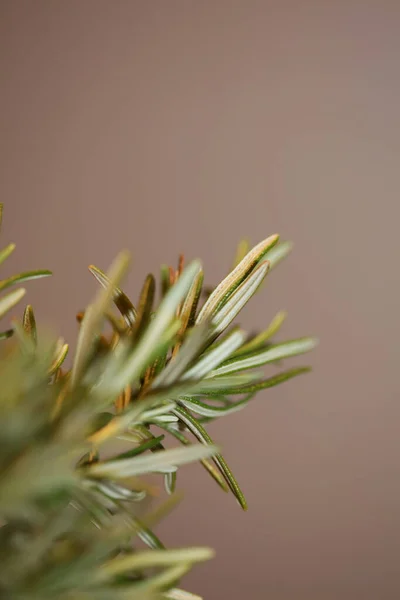 Rosmarinus Officinalis Blütenblume Nahaufnahme Familie Lamiaceae Moderner Hintergrund Hochwertige Großformatige — Stockfoto