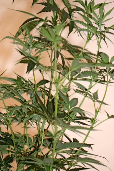 Cannabis Rostlina Zblízka Moderní Vysoce Kvalitní Velké Velikosti Tisky Lékařské — Stock fotografie