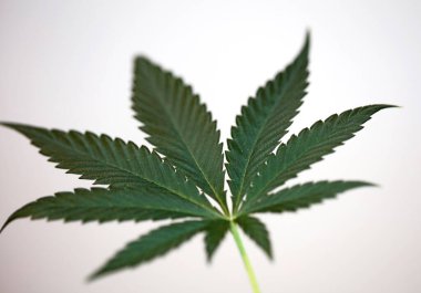 Kenevir yaprağı tıbbi marihuana arkaplan görünümünü kapatır düz modern yüksek kalite büyük boy baskılar serer