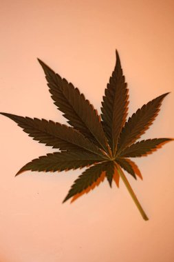 Kenevir yaprağı tıbbi marihuana arkaplan görünümünü kapatır düz modern yüksek kalite büyük boy baskılar serer