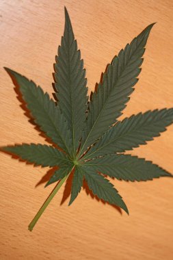 Kenevir yaprağı tıbbi marihuana arkaplan görünümünü kapatır düz modern yüksek kalite büyük boy baskılar serer