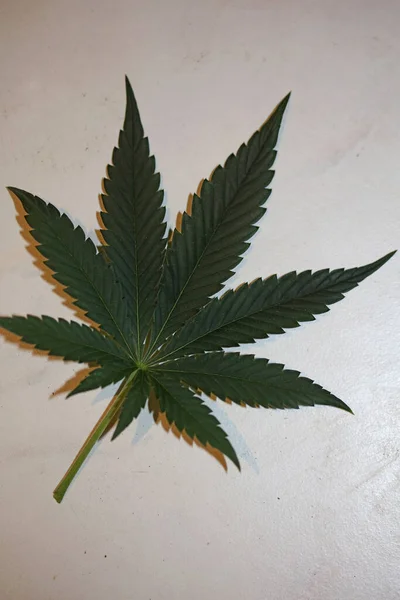 大麻の葉を閉じる医学的なマリファナの背景トップビューフラットレイ現代的な高品質の大きなサイズのプリント — ストック写真