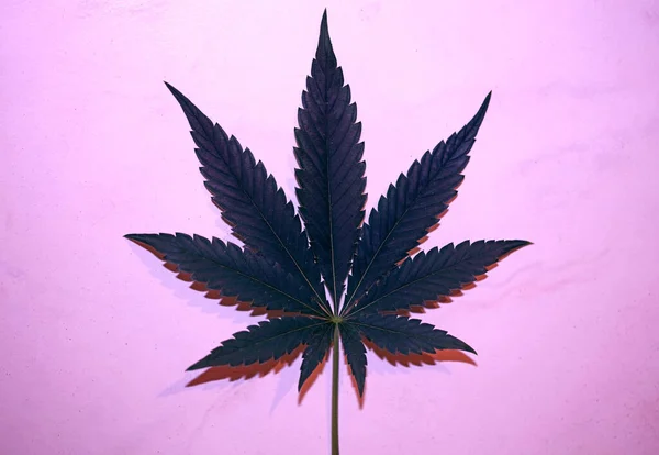 Feuille Cannabis Gros Plan Médical Marihuana Fond Vue Dessus Plat — Photo