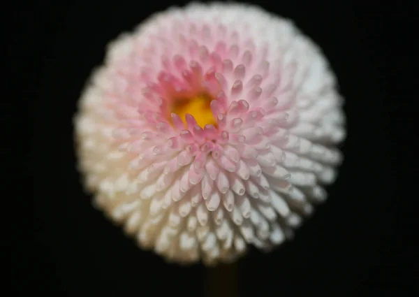 White Flower Blossom Close Bellis Perennis Family Compositae Modern Background — Stock Photo, Image