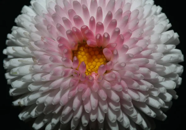 Fleur Blanche Fleur Gros Plan Bellis Perennis Famille Compositae Fond — Photo