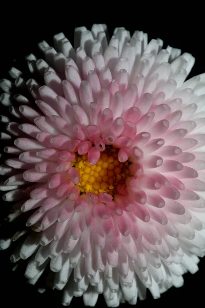 Biały Kwiat Kwiat Zbliżenie Bellis Perennis Kompozycja Rodziny Nowoczesne Tło — Zdjęcie stockowe
