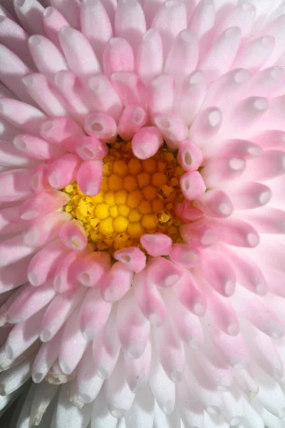 Розквіт Білої Квітки Крупним Планом Bellis Perennis Family Compositae Сучасний — стокове фото