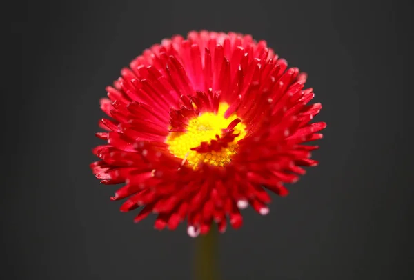 Červený Květ Květ Zblízka Bellis Perennis Rodina Compositae Moderní Pozadí — Stock fotografie