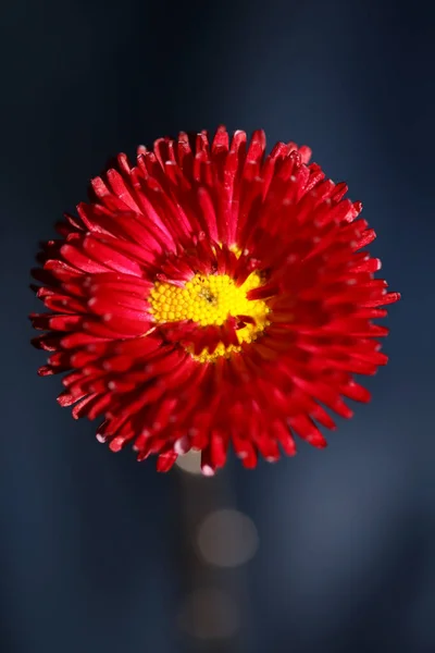 Червона Квітка Розквіт Крупним Планом Bellis Perennis Family Compositae Сучасний — стокове фото