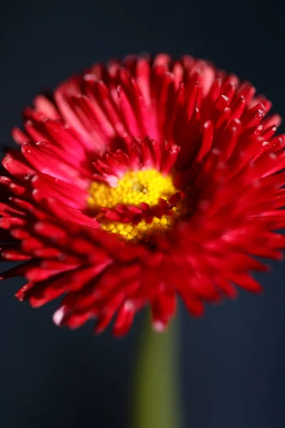 Červený Květ Květ Zblízka Bellis Perennis Rodina Compositae Moderní Pozadí — Stock fotografie