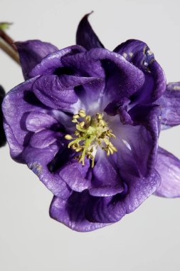 Yabani çiçek çiçeği botanik arka planda Aquilegia vulgaris familyasının büyük boy yüksek kalite parmak izleri.