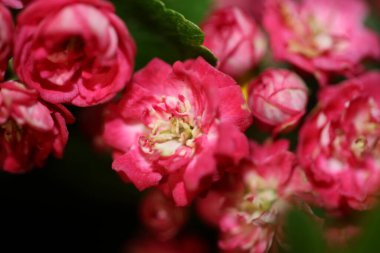 Pembe çiçek çiçeği yakın plan Crataegus laevigata ailesi rosaceae botanik modern büyük boy yüksek kalite baskılar