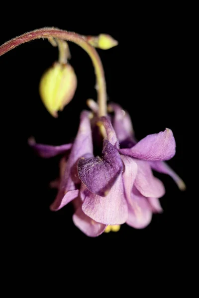 Dziki Kwiat Kwiat Zbliżyć Botaniczne Tło Aquilegia Vulgaris Rodzina Ranunculaceae — Zdjęcie stockowe