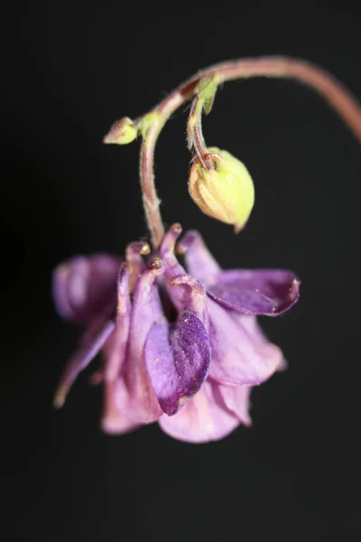 Dziki Kwiat Kwiat Zbliżyć Botaniczne Tło Aquilegia Vulgaris Rodzina Ranunculaceae — Zdjęcie stockowe