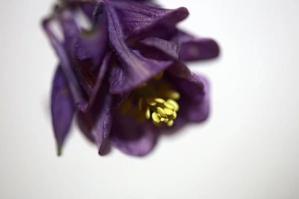 Dziki Kwiat Kwiat Zbliżyć Botaniczne Tło Aquilegia Vulgaris Rodzina Ranunculaceae — Zdjęcie stockowe