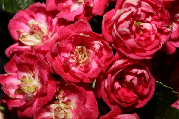 Ροζ Άνθος Λουλουδιών Close Background Crataegus Laevigata Family Rosaceae Βοτανικό — Φωτογραφία Αρχείου