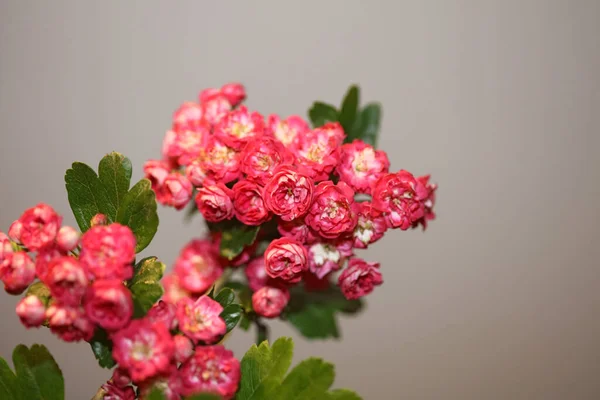 Розовый Цветок Расцвет Крупным Планом Кратег Laevigata Семейства Rosaceae Ботанические — стоковое фото